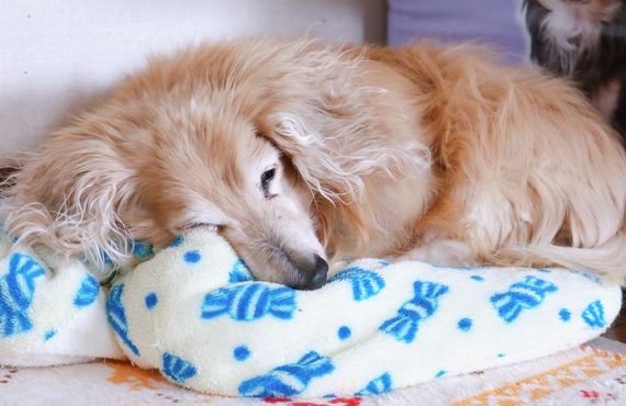 厚木 | シニア犬