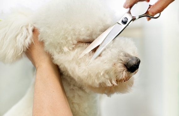 カットも対応 | 神奈川県厚木市のトリミングならPet Salon CLOVER