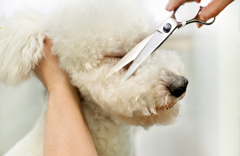 カットも対応 | 神奈川県厚木市のトリミングならPet Salon CLOVER