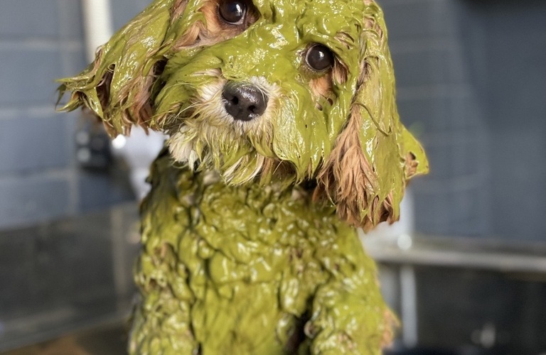 ハーブパックでリラックス | 神奈川県厚木市のトリミングならPet Salon CLOVER