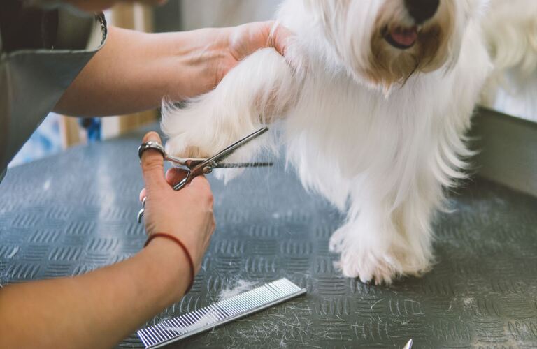 お手入れを実施 | 神奈川県厚木市のトリミングならPet Salon CLOVER