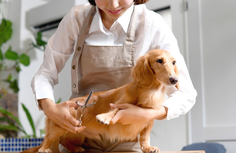 ダックスフンドのカット | 神奈川県厚木市のトリミングならPet Salon CLOVER