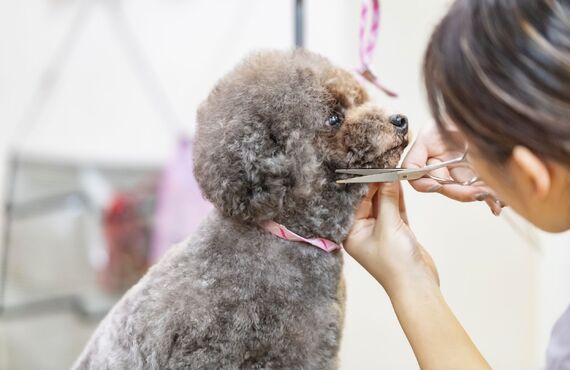 トイプードルに対応 | 神奈川県厚木市のトリミングならPet Salon CLOVER