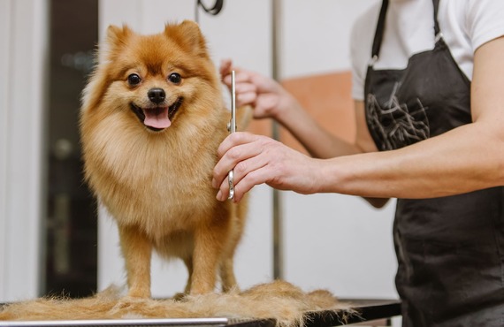 ポメラニアンのカット | 神奈川県厚木市のトリミングならPet Salon CLOVER